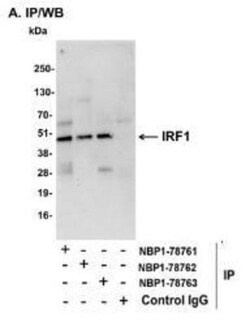 IRF1 Antibody, Novus Biologicals 0.1mg; Unlabeled:Antibodies, Polyclonal
