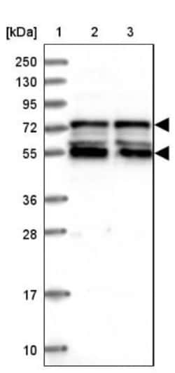 IRF2BP1 Antibody, Novus Biologicals 25ul | Buy Online | Novus Biologicals | Fisher Scientific