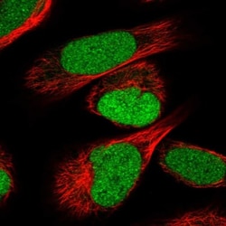 IRF2BP2 Antibody, Novus Biologicals:Antibodies:Primary Antibodies