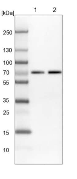 IRF2BP2 Antibody, Novus Biologicals:Antibodies:Primary Antibodies