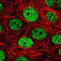IRF2BPL Antibody, Novus Biologicals:Antibodies:Primary Antibodies