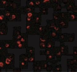 IRF3 Antibody - BSA Free, Novus Biologicals 0.1mg; Unlabeled:Antibodies,