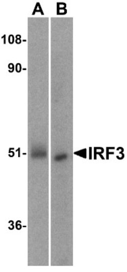 IRF3 Antibody - BSA Free, Novus Biologicals 0.1mg; Unlabeled:Antibodies,
