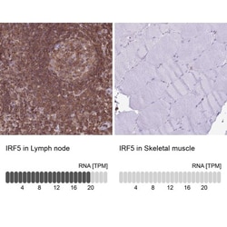 IRF5 Antibody, Novus Biologicals:Antibodies:Primary Antibodies