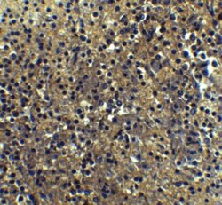 IRF7 Antibody - BSA Free, Novus Biologicals 0.1mg; Unlabeled:Antibodies