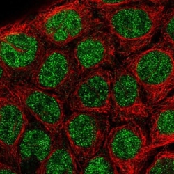 IRF8 Antibody, Novus Biologicals:Antibodies:Primary Antibodies