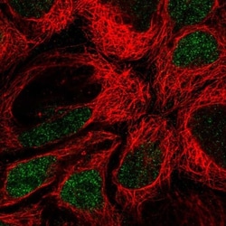 IRF8 Antibody, Novus Biologicals 0.1mL; Unlabeled:Antibodies, Polyclonal