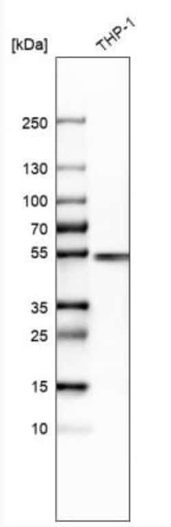 IRF8 Antibody, Novus Biologicals 0.1mL; Unlabeled:Antibodies, Polyclonal