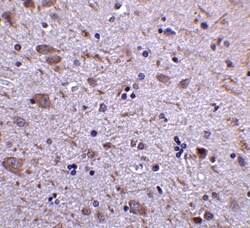 IRGM Antibody - BSA Free, Novus Biologicals 0.1mg; Unlabeled:Antibodies,