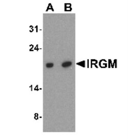 IRGM Antibody - BSA Free, Novus Biologicals 0.1mg; Unlabeled:Antibodies,