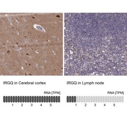 IRGQ Antibody, Novus Biologicals 0.1mL; Unlabeled:Antibodies, Polyclonal