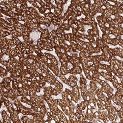 ISCU Antibody, Novus Biologicals 25 &mu;L, Unlabeled:Antibodies, Polyclonal