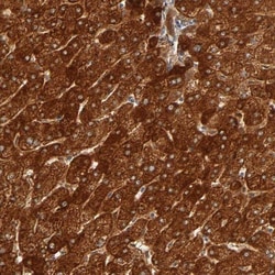 ISG15/UCRP Antibody, Novus Biologicals:Antibodies:Primary Antibodies