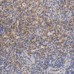 ISG15/UCRP Antibody, Novus Biologicals:Antibodies:Primary Antibodies