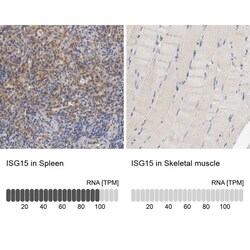 ISG15/UCRP Antibody, Novus Biologicals:Antibodies:Primary Antibodies