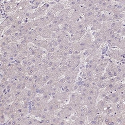 ISLR Antibody, Novus Biologicals 0.1mL; Unlabeled:Antibodies, Polyclonal