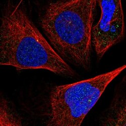 ISM2 Antibody, Novus Biologicals 25 &mu;L; Unlabeled:Antibodies, Polyclonal