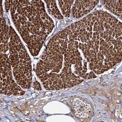 ISM2 Antibody, Novus Biologicals 25 &mu;L; Unlabeled:Antibodies, Polyclonal