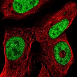 ISX Antibody, Novus Biologicals:Antibodies:Primary Antibodies
