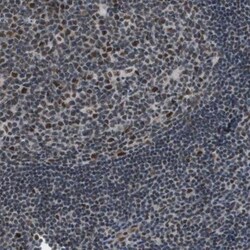 ISY1 Antibody, Novus Biologicals 0.1mL; Unlabeled:Antibodies, Polyclonal