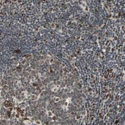 ISY1 Antibody, Novus Biologicals 0.1mL; Unlabeled:Antibodies, Polyclonal