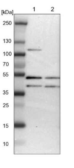 ISY1 Antibody, Novus Biologicals 0.1mL; Unlabeled:Antibodies, Polyclonal