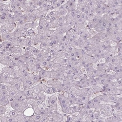 ISYNA1 Antibody, Novus Biologicals:Antibodies:Primary Antibodies