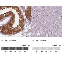 ISYNA1 Antibody, Novus Biologicals:Antibodies:Primary Antibodies