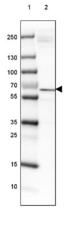 ISYNA1 Antibody, Novus Biologicals:Antibodies:Primary Antibodies
