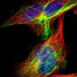 ITFG1 Antibody, Novus Biologicals:Antibodies:Primary Antibodies