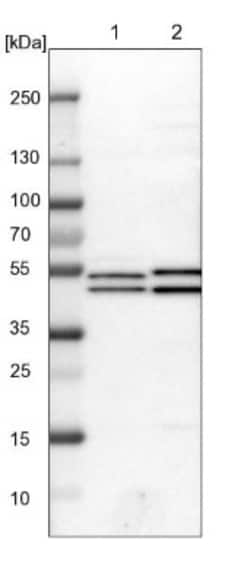 ITFG1 Antibody, Novus Biologicals:Antibodies:Primary Antibodies