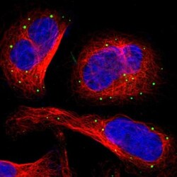 ITIH4 Antibody, Novus Biologicals:Antibodies:Primary Antibodies