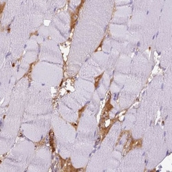 ITIH4 Antibody, Novus Biologicals:Antibodies:Primary Antibodies