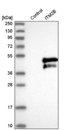 ITM2B Antibody, Novus Biologicals 25 &mu;L; Unlabeled:Antibodies, Polyclonal