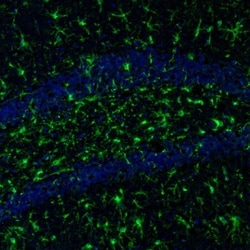 ITPKA Antibody, Novus Biologicals 0.1mL; Unlabeled:Antibodies, Polyclonal
