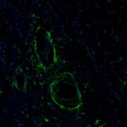 ITPKA Antibody, Novus Biologicals 0.1mL; Unlabeled:Antibodies, Polyclonal