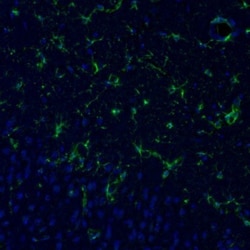 ITPKA Antibody, Novus Biologicals 0.1mL; Unlabeled:Antibodies, Polyclonal