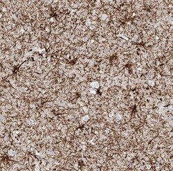 ITPKB Antibody, Novus Biologicals:Antibodies:Primary Antibodies