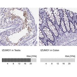 IZUMO1 Antibody, Novus Biologicals:Antibodies:Primary Antibodies