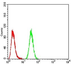 IkB-alpha Antibody (4D4C4) - BSA Free, Novus Biologicals:Antibodies:Primary