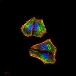 IkB-alpha Antibody (4D4C4) - BSA Free, Novus Biologicals:Antibodies:Primary