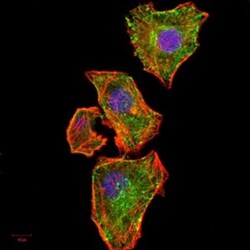 IkB-alpha Antibody (4D4C4) - BSA Free, Novus Biologicals:Antibodies:Primary