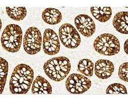 Novus Biologicals&trade;&nbsp;ImmPRESS(TM) HRP Universal (Horse anti-Mouse/Rabbit IgG) PLUS Polymer, Peroxidase Kit