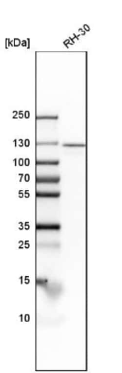 Importin-7 Antibody, Novus Biologicals:Antibodies:Primary Antibodies