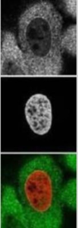 Importin alpha 2/KPNA2 Antibody, Novus Biologicals 0.1 mg | Buy Online | Novus Biologicals | Fisher Scientific