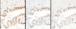 Importin alpha 2/KPNA2 Antibody, Novus Biologicals 0.1mL; Unlabeled:Antibodies,