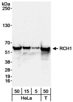 Importin alpha 2/KPNA2 Antibody, Novus Biologicals 0.1mL; Unlabeled:Antibodies,