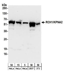 Importin alpha 2/KPNA2 Antibody, Novus Biologicals 0.1mL; Unlabeled:Antibodies,