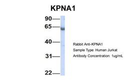 Importin alpha 5/KPNA1/SRP1 Antibody, Novus Biologicals:Antibodies:Primary