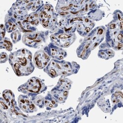 Indoleamine 2,3-dioxygenase/IDO Antibody, Novus Biologicals:Antibodies:Primary